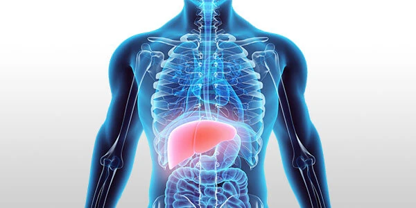 Печень Лечение печени