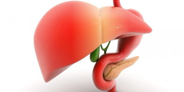 Как выглядит печень Печень человека